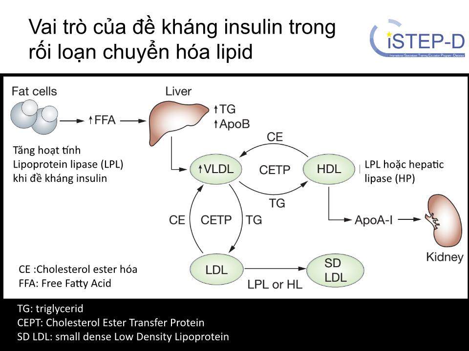 Rối loạn chuyển hóa lipid & các nguy cơ tim mạch trang 6