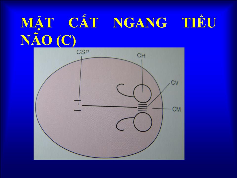 Bài giảng Dị tật đầu - Hà Tố Nguyên trang 10