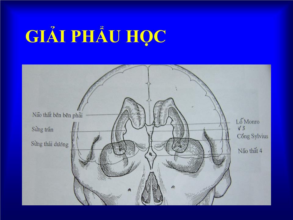 Bài giảng Dị tật đầu - Hà Tố Nguyên trang 4