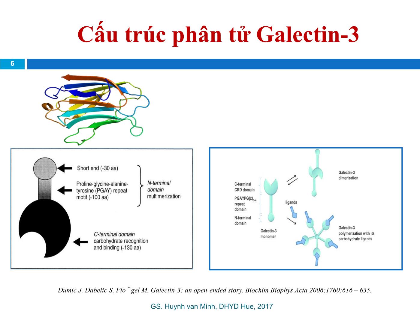 Đề tài Galectin-3: Dấu ấn mới trong tiên lượng suy tim - Huỳnh Văn Minh trang 6