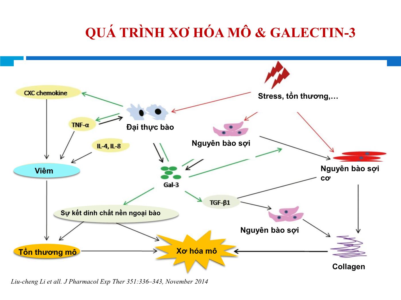 Đề tài Galectin-3: Dấu ấn mới trong tiên lượng suy tim - Huỳnh Văn Minh trang 7