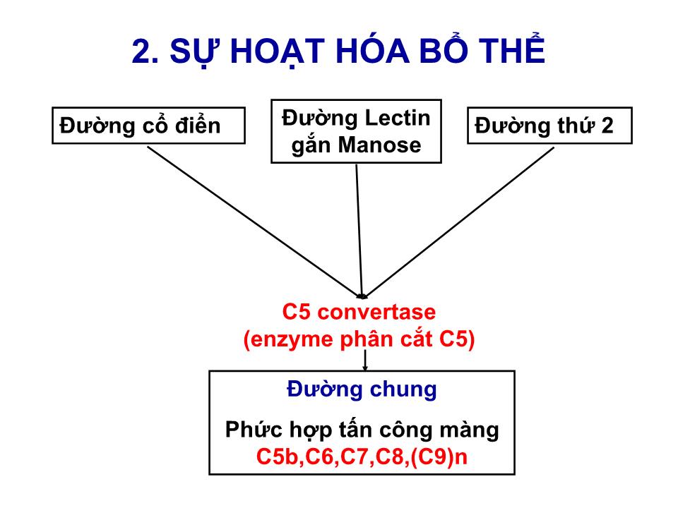 Bài giảng Miễn dịch - Bài: Hệ thống bổ thể trang 5