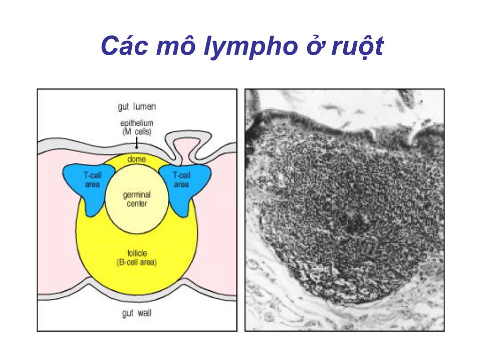 Bài giảng Miễn dịch - Bài:Cơ quan và tế bào tham gia đáp ứng miễn dịch trang 10