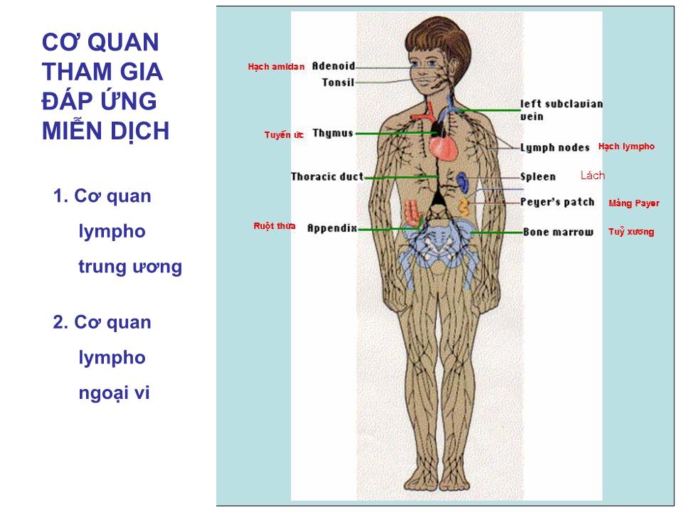 Bài giảng Miễn dịch - Bài:Cơ quan và tế bào tham gia đáp ứng miễn dịch trang 3