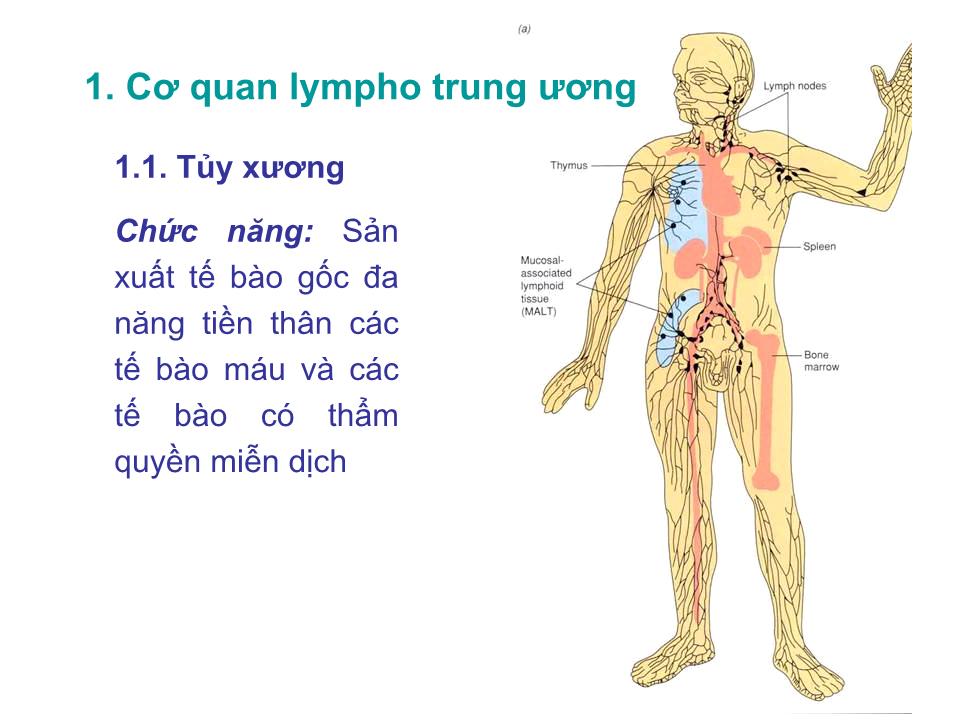 Bài giảng Miễn dịch - Bài:Cơ quan và tế bào tham gia đáp ứng miễn dịch trang 4