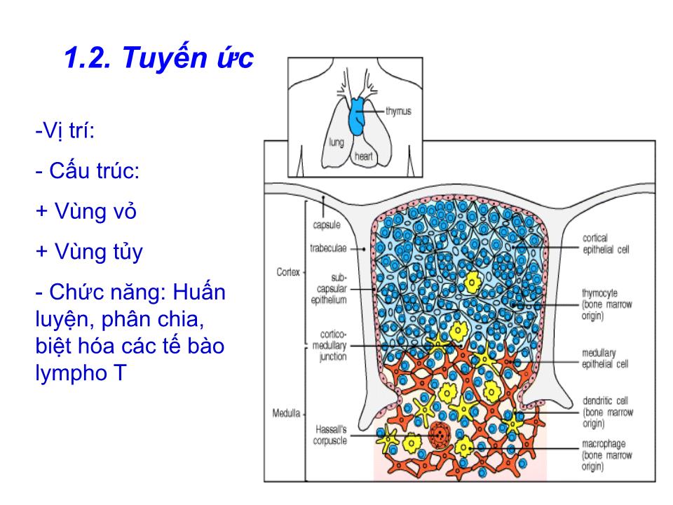 Bài giảng Miễn dịch - Bài:Cơ quan và tế bào tham gia đáp ứng miễn dịch trang 5