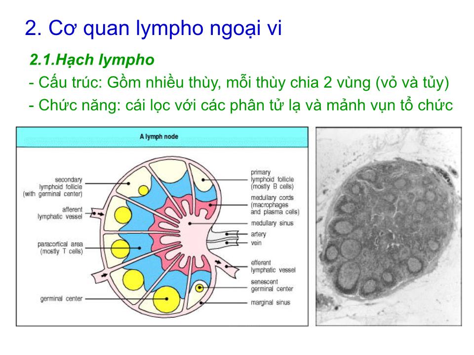 Bài giảng Miễn dịch - Bài:Cơ quan và tế bào tham gia đáp ứng miễn dịch trang 7