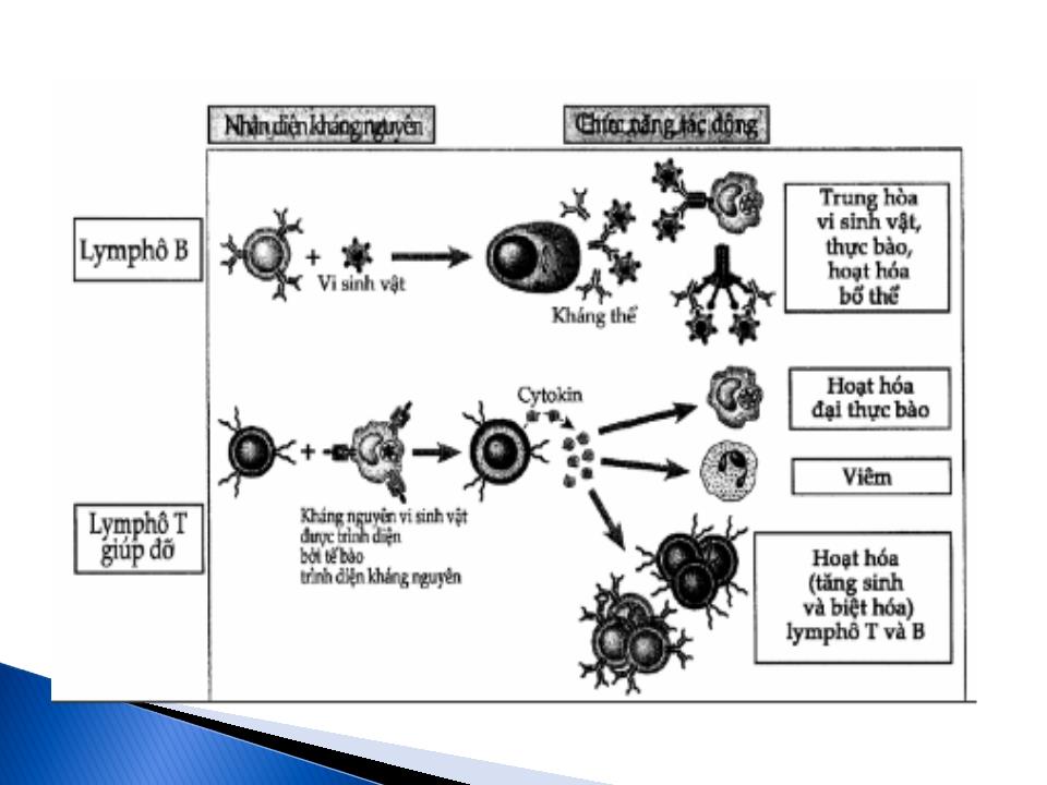 Bài giảng Miễn dịch chống vi sinh vật trang 10