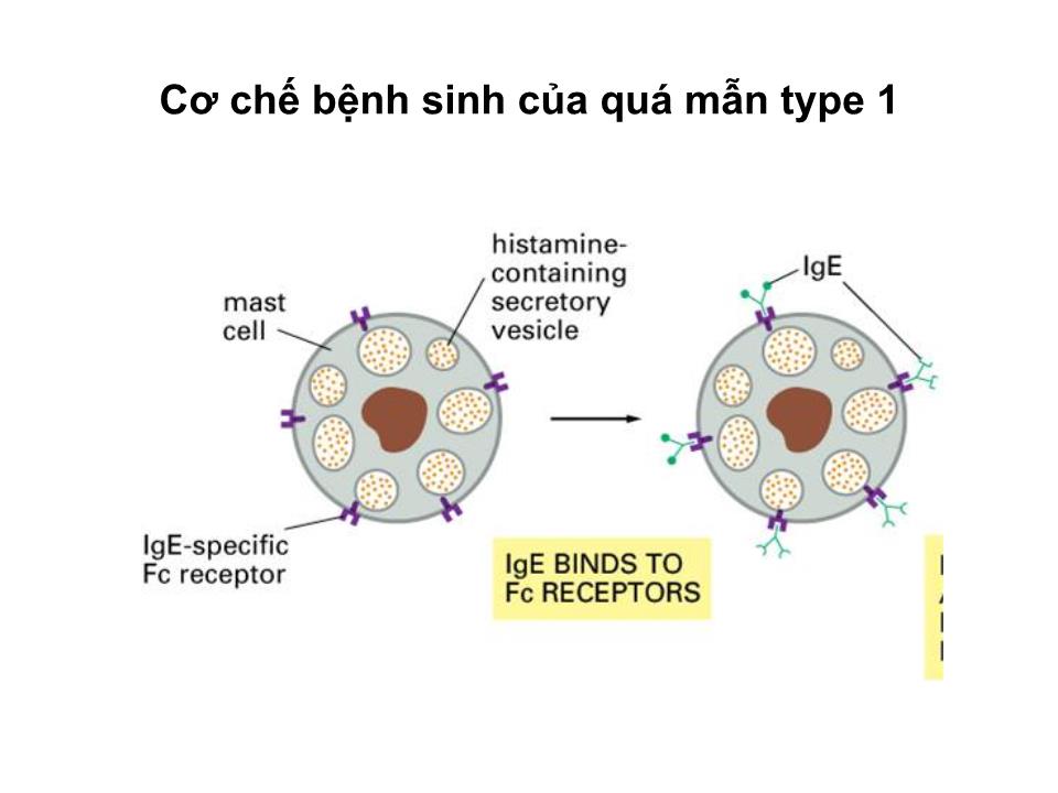 Bài giảng Miễn dịch - Bài: Quá mẫn trang 9