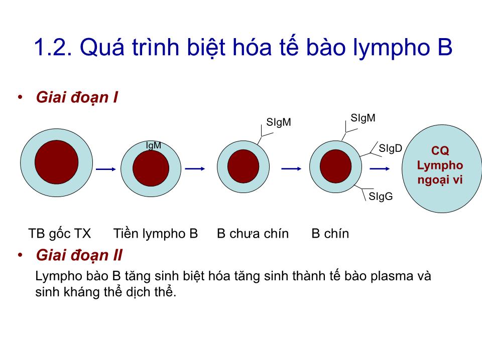 Bài giảng Miễn dịch - Bài: Tế bào B & đáp ứng miễn dịch dịch thể trang 4