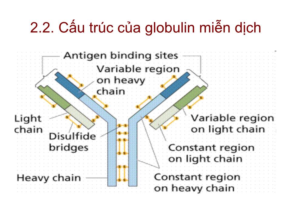 Bài giảng Miễn dịch - Bài: Tế bào B & đáp ứng miễn dịch dịch thể trang 7