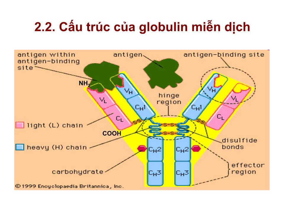 Bài giảng Miễn dịch - Bài: Tế bào B & đáp ứng miễn dịch dịch thể trang 8