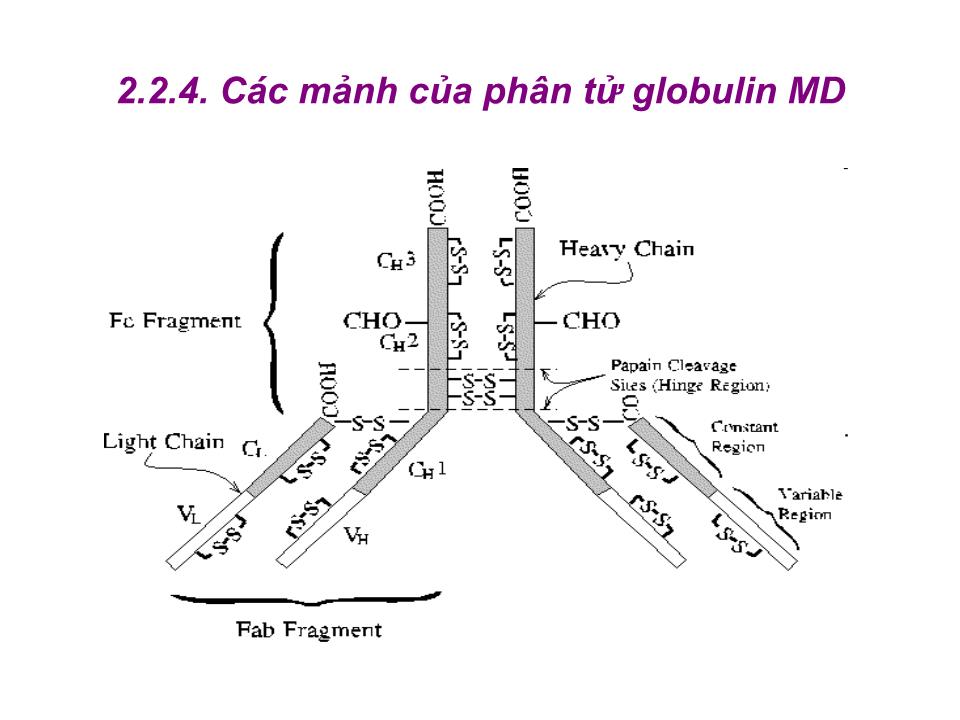 Bài giảng Miễn dịch - Bài: Tế bào B & đáp ứng miễn dịch dịch thể trang 9