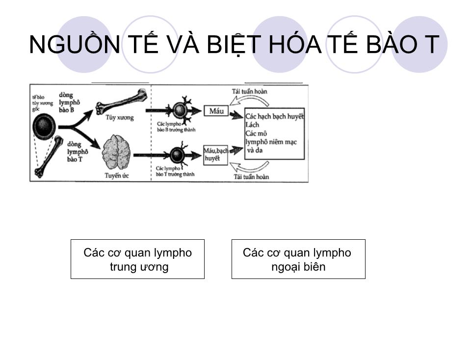 Bài giảng Miễn dịch - Bài: Tế bào T và đáp ứng miễn dịch qua trung gian tế bào trang 4