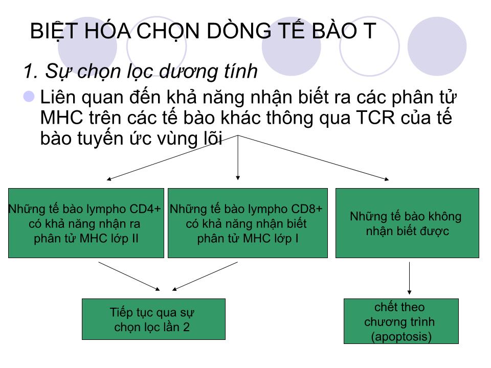 Bài giảng Miễn dịch - Bài: Tế bào T và đáp ứng miễn dịch qua trung gian tế bào trang 6