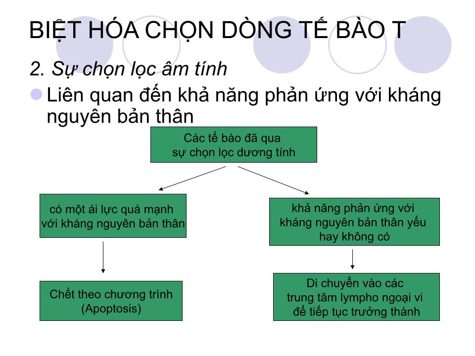 Bài giảng Miễn dịch - Bài: Tế bào T và đáp ứng miễn dịch qua trung gian tế bào trang 7