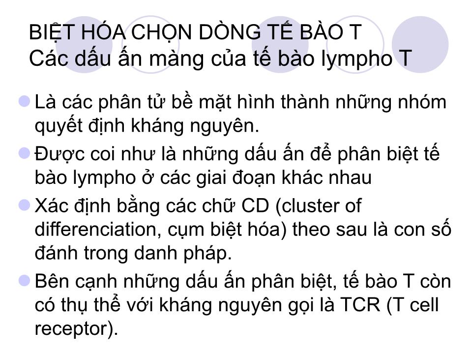 Bài giảng Miễn dịch - Bài: Tế bào T và đáp ứng miễn dịch qua trung gian tế bào trang 8