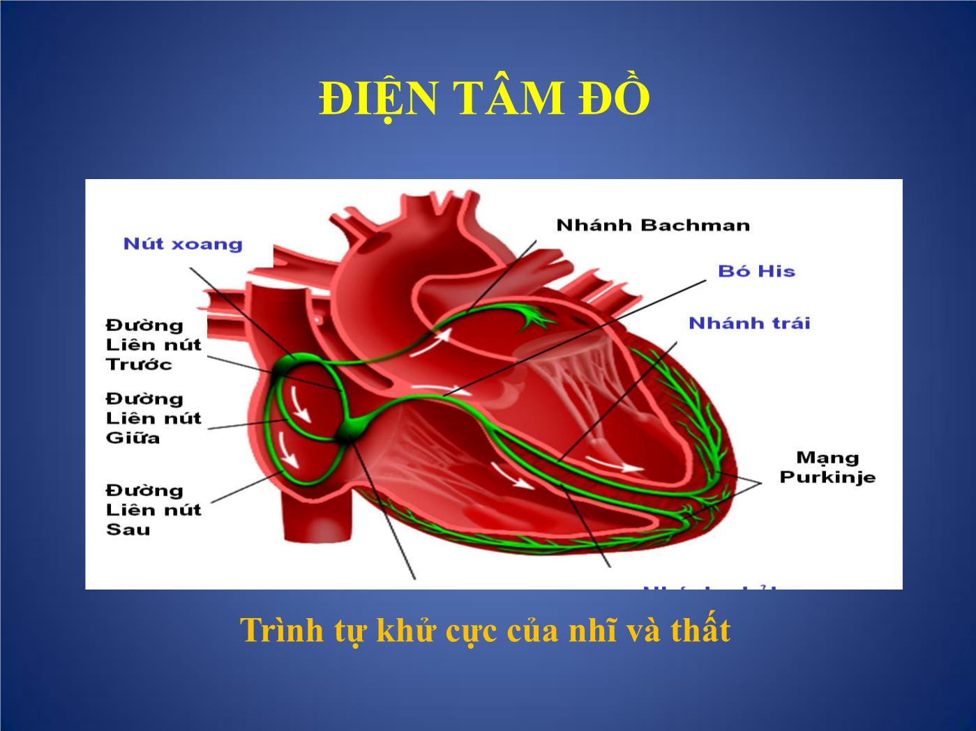 Các phương pháp thăm dò chức năng tim trang 6