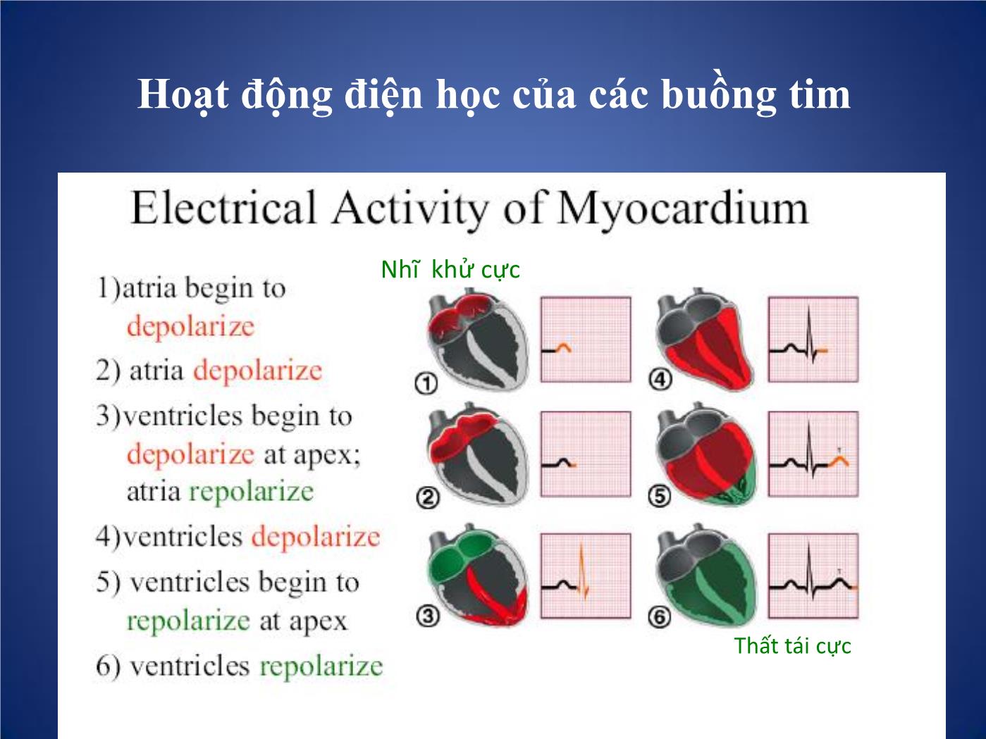 Các phương pháp thăm dò chức năng tim trang 7