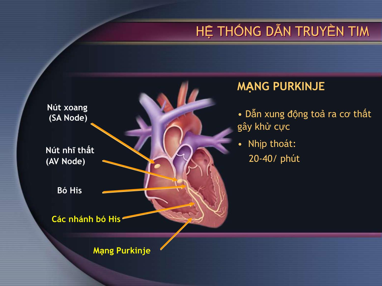 Điện tâm đồ bình thường và một số bệnh lý - Nguyễn Anh Tuấn trang 10