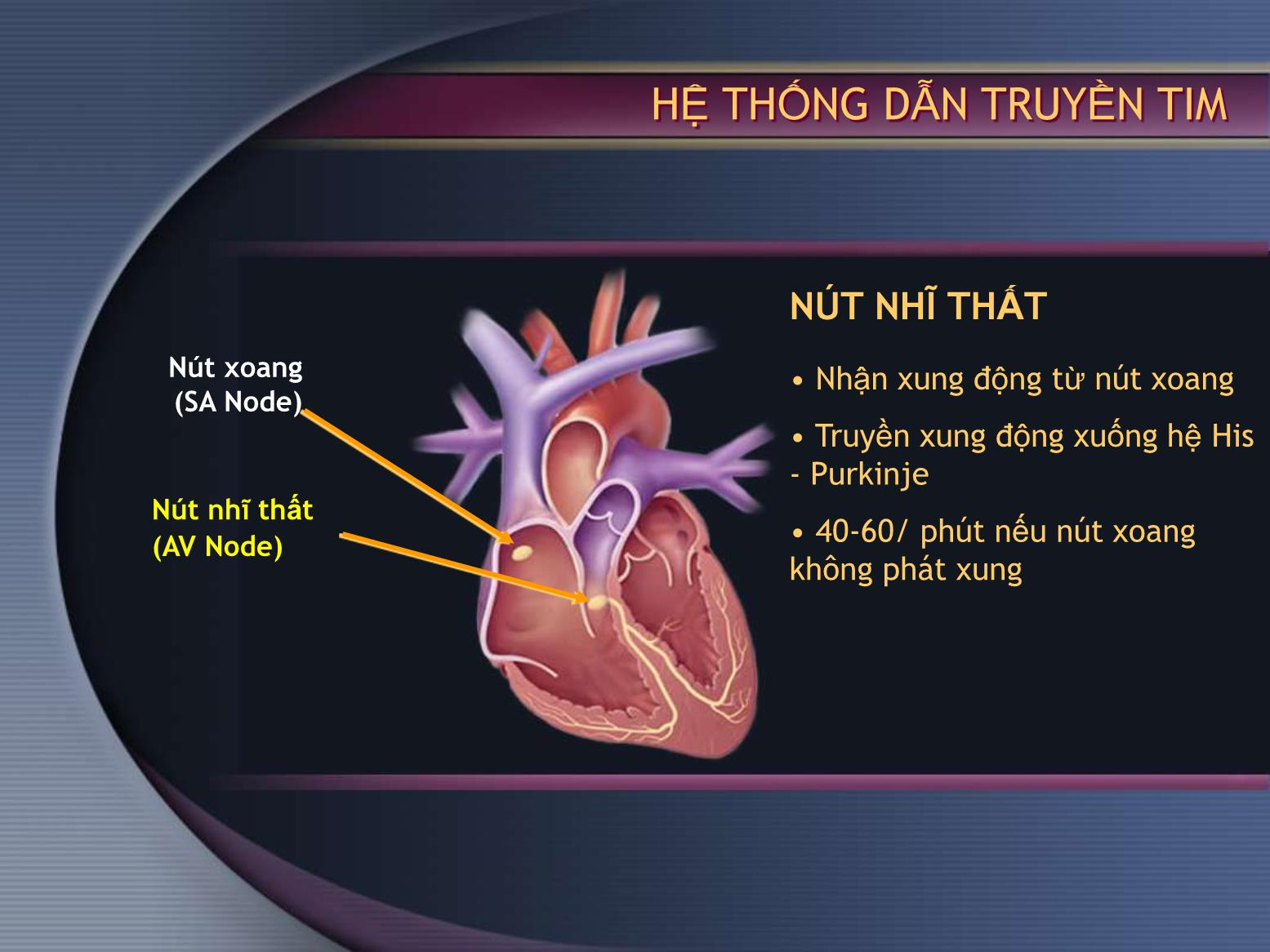 Điện tâm đồ bình thường và một số bệnh lý - Nguyễn Anh Tuấn trang 8