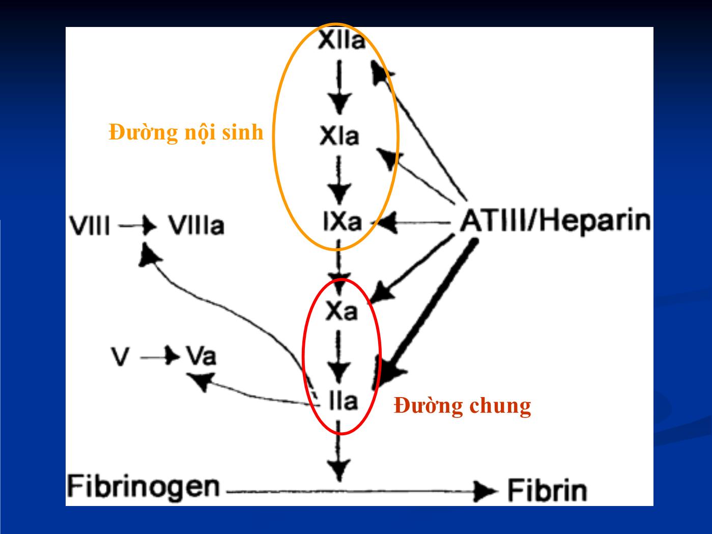 Bài giảng Điều trị chống huyết khối trong các bệnh lý tim mạch - Hồ Huỳnh Quang Trí trang 10