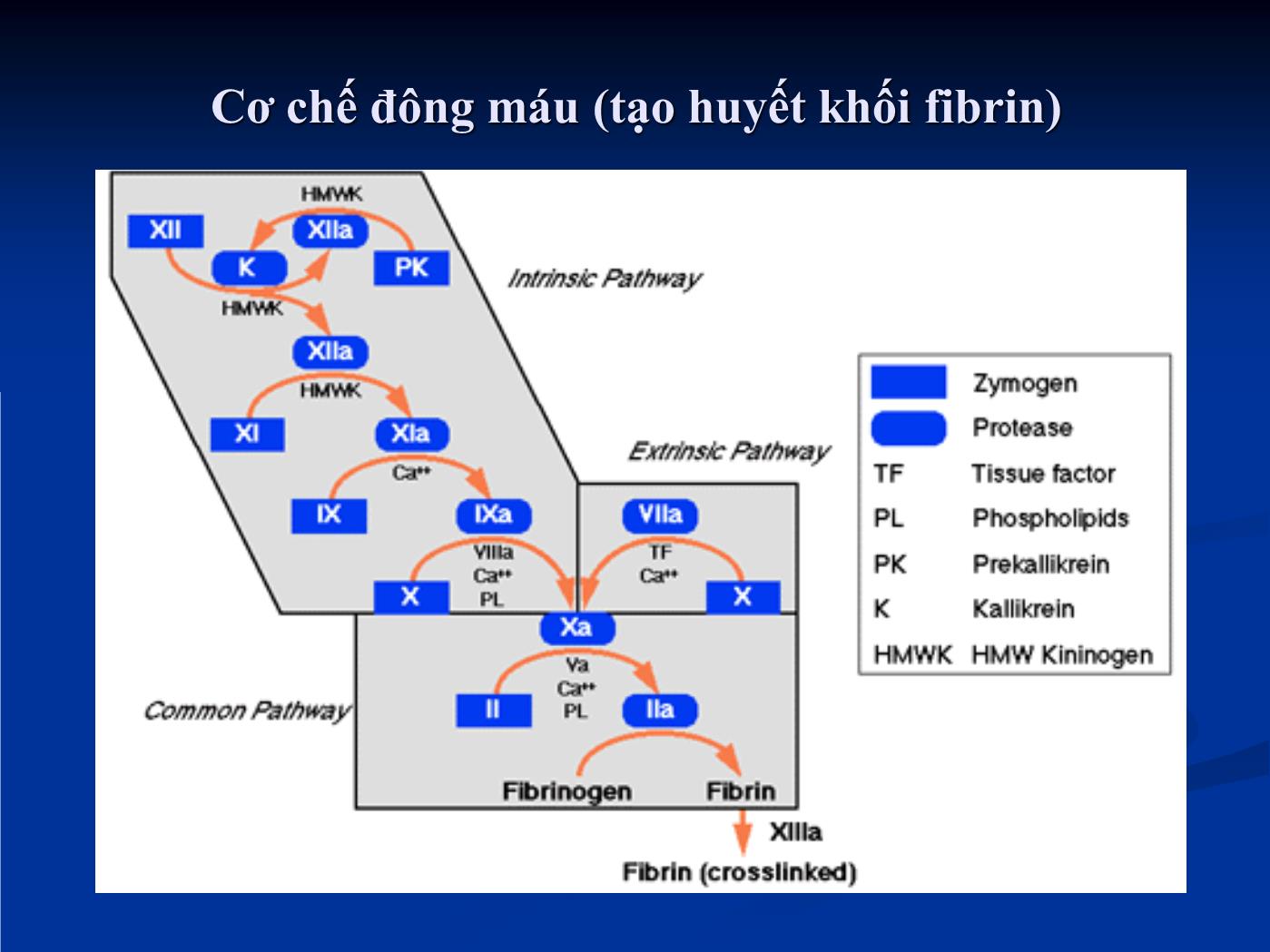 Bài giảng Điều trị chống huyết khối trong các bệnh lý tim mạch - Hồ Huỳnh Quang Trí trang 5