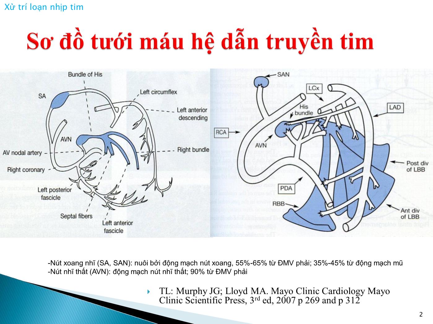 Bài giảng Xử trí loạn nhịp tim - Nguyễn Văn Vinh trang 2