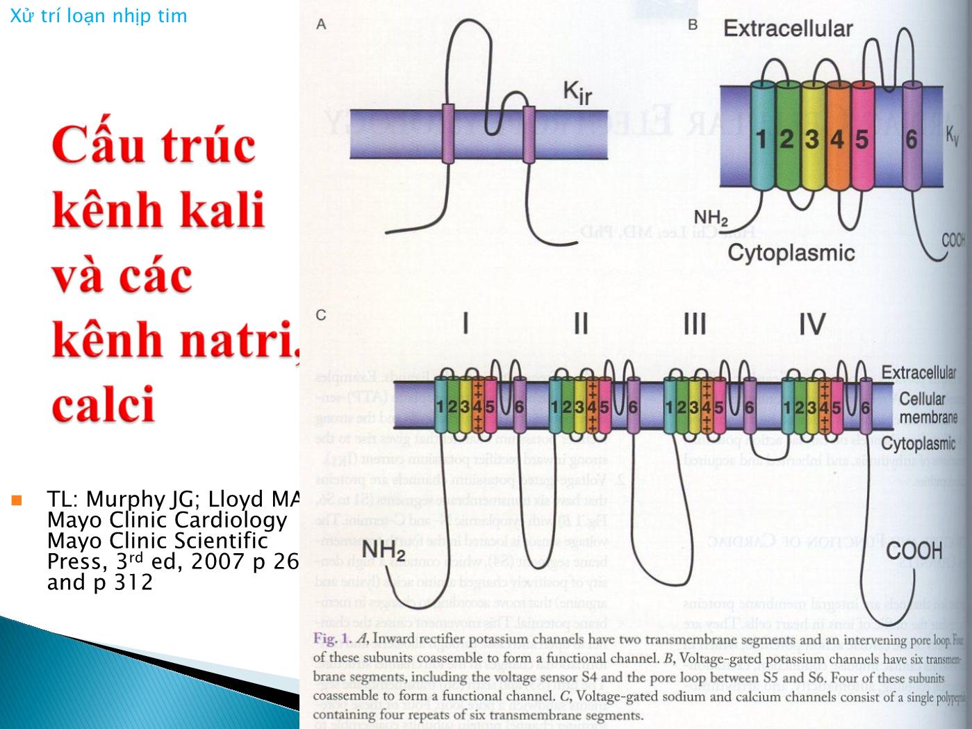 Bài giảng Xử trí loạn nhịp tim - Nguyễn Văn Vinh trang 9