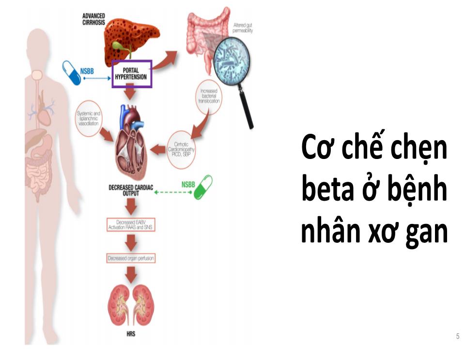 Chẹn beta ở bệnh nhân xơ gan trang 5