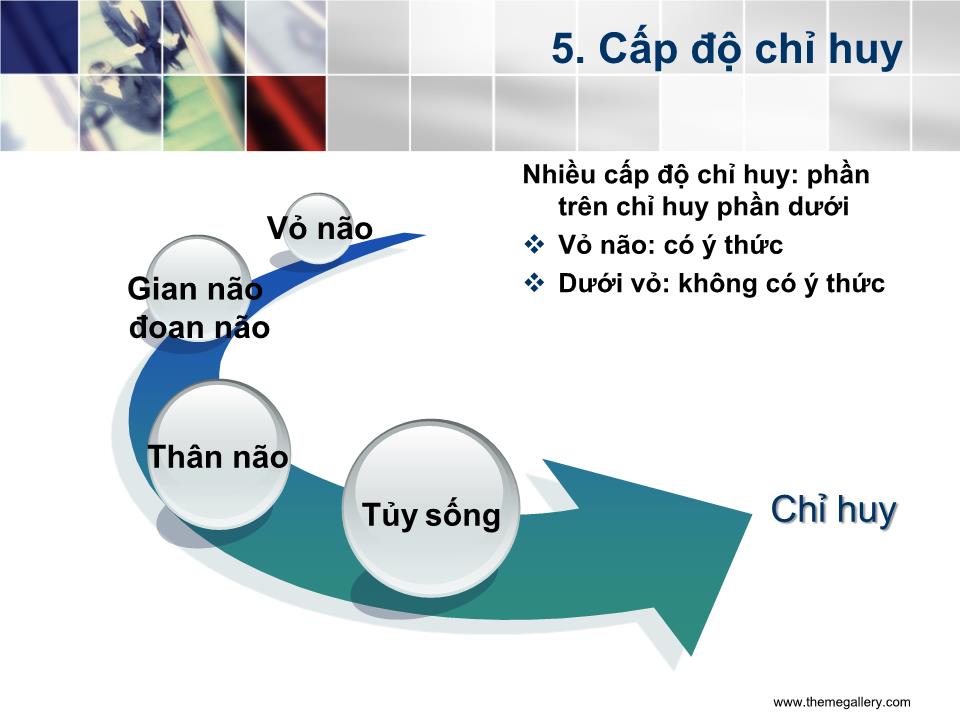 Bài giảng Tổ chức của hệ thần kinh - Nguyễn Trung Kiên trang 10