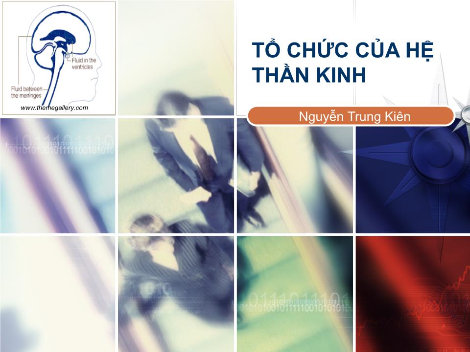 Bài giảng Tổ chức của hệ thần kinh - Nguyễn Trung Kiên trang 1