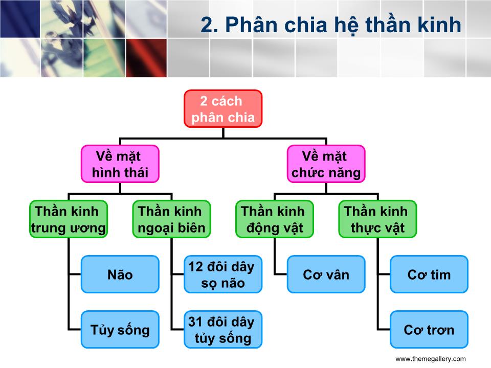 Bài giảng Tổ chức của hệ thần kinh - Nguyễn Trung Kiên trang 3