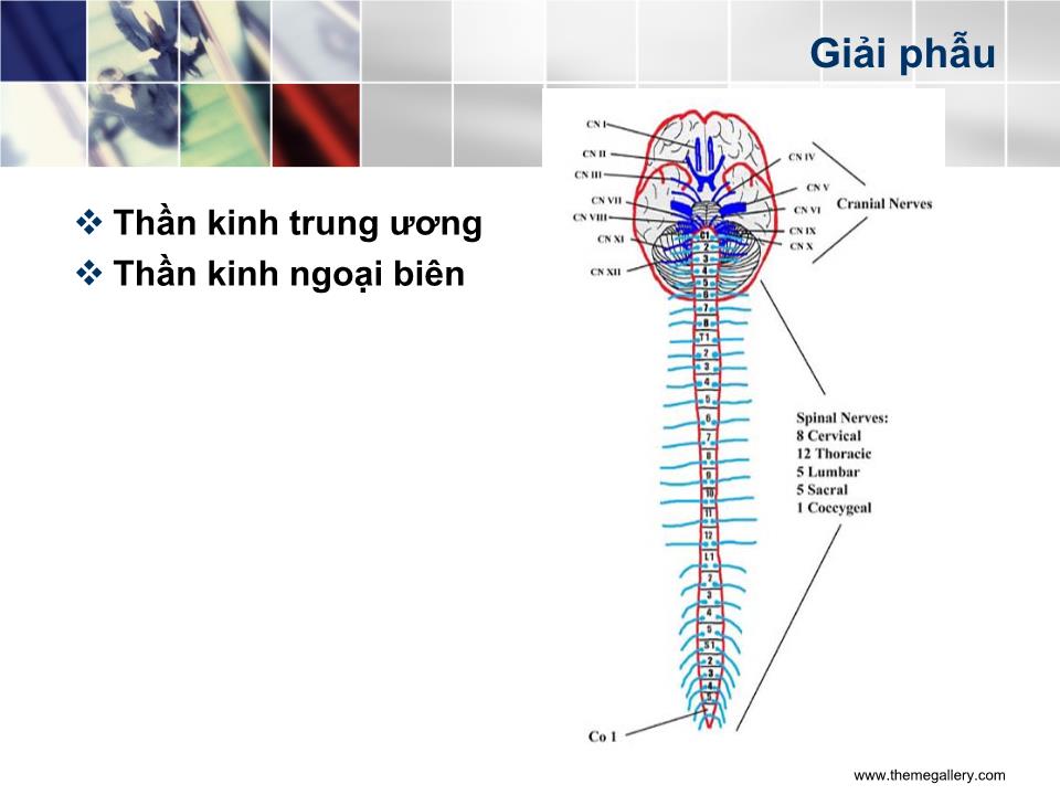 Bài giảng Tổ chức của hệ thần kinh - Nguyễn Trung Kiên trang 4