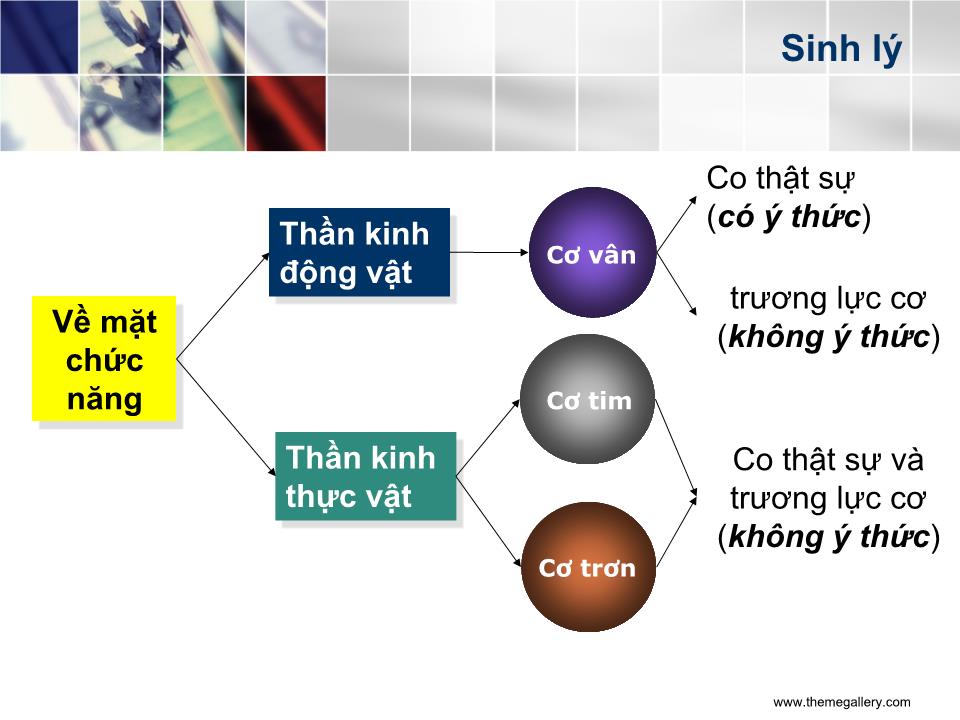 Bài giảng Tổ chức của hệ thần kinh - Nguyễn Trung Kiên trang 5