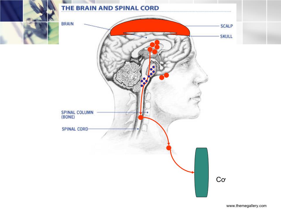 Bài giảng Tổ chức của hệ thần kinh - Nguyễn Trung Kiên trang 7