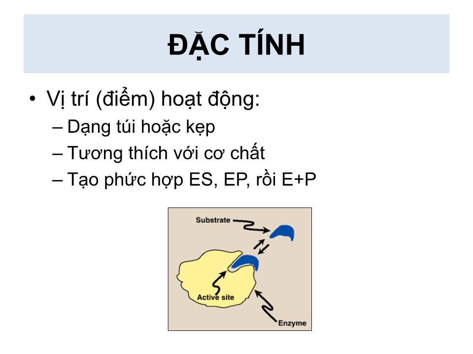 Bài giảng Enzyme - Nguyễn Hữu Ngọc Tuấn trang 10