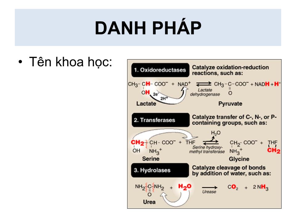 Bài giảng Enzyme - Nguyễn Hữu Ngọc Tuấn trang 8