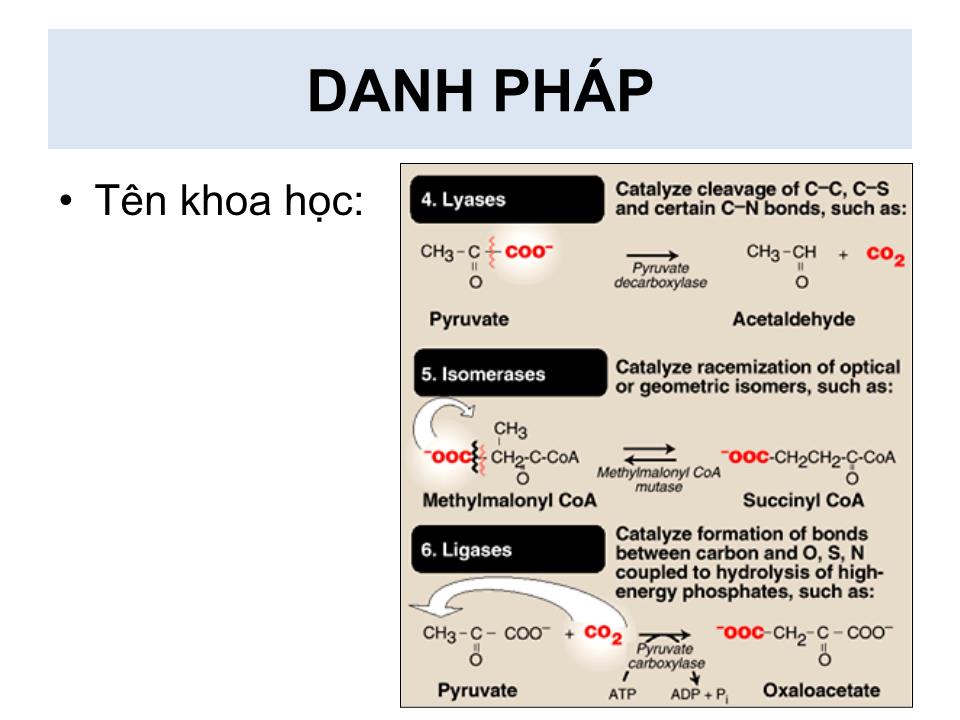 Bài giảng Enzyme - Nguyễn Hữu Ngọc Tuấn trang 9