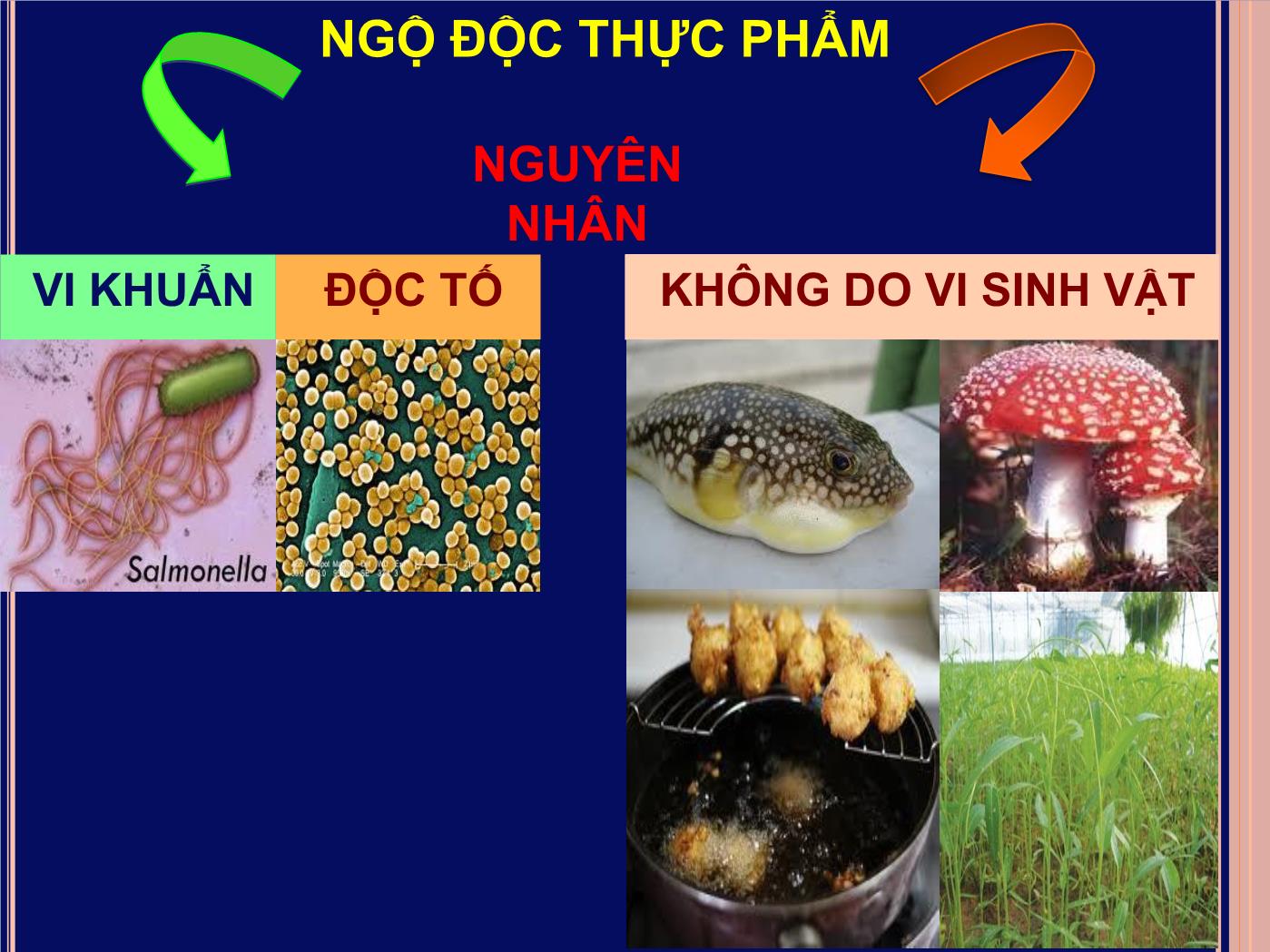 Bài giảng Ngộ độc thực phẩm - Đoàn Thị Ánh Tuyết trang 6