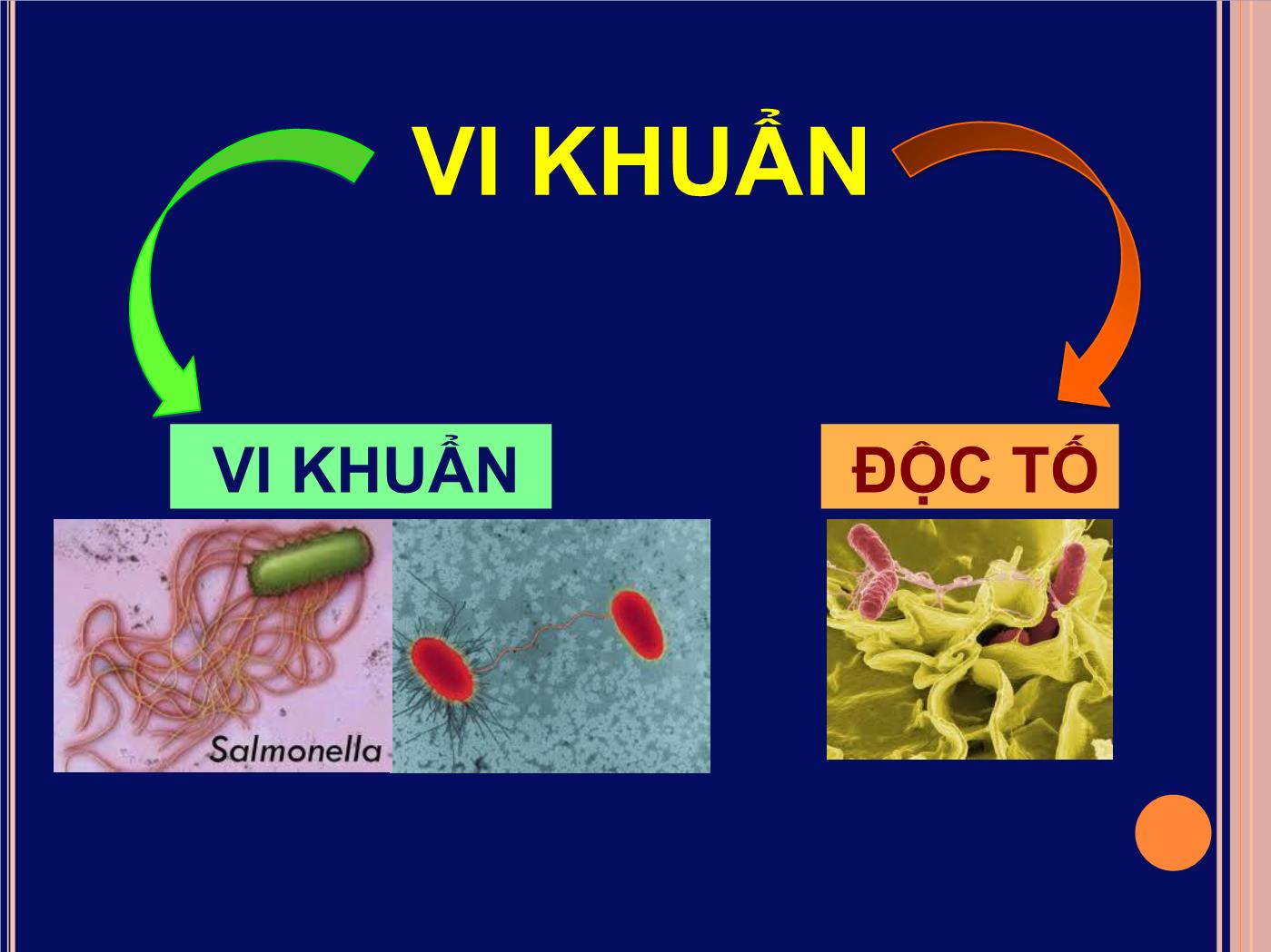 Bài giảng Ngộ độc thực phẩm - Đoàn Thị Ánh Tuyết trang 7