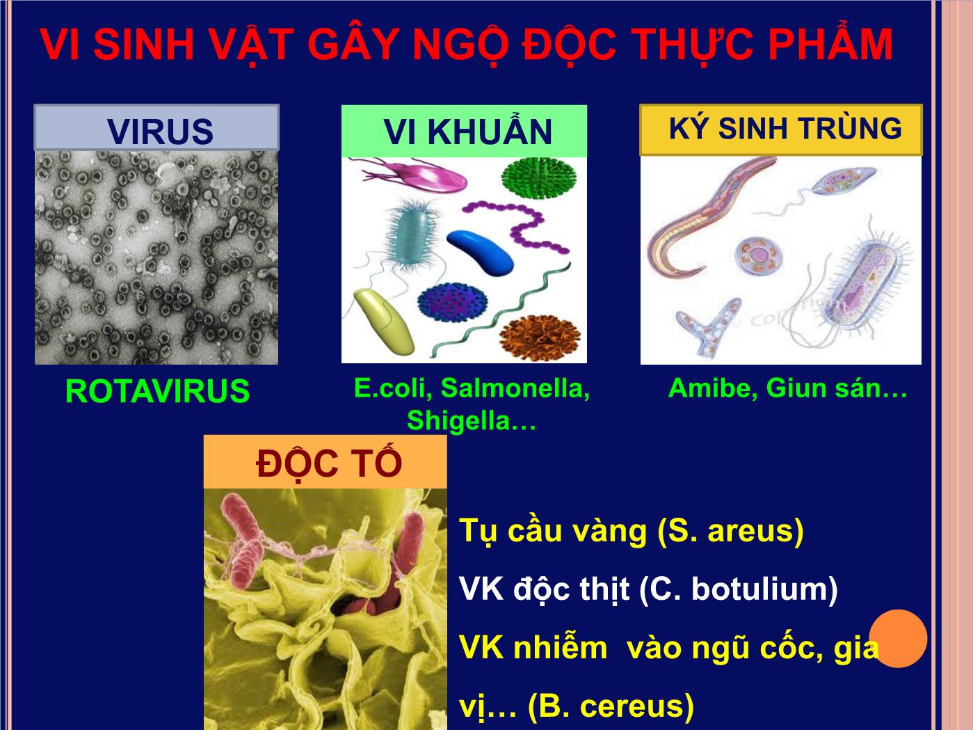 Bài giảng Ngộ độc thực phẩm - Đoàn Thị Ánh Tuyết trang 8