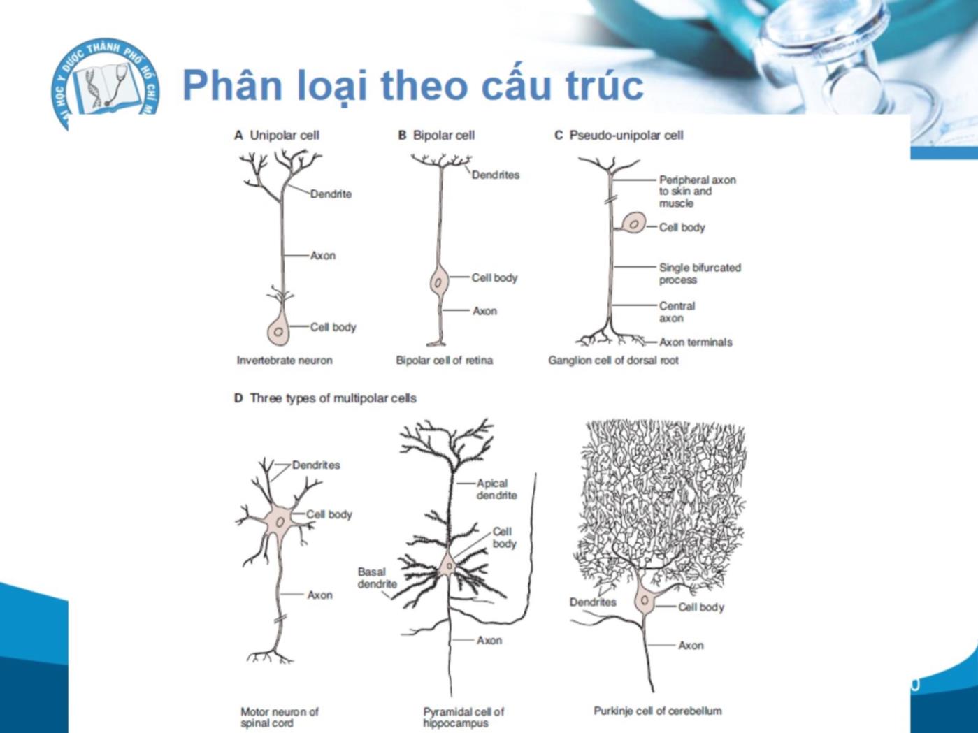 Bài giảng Cấu trúc và chức năng của hệ thần kinh - Bùi Diễm Khuê trang 10