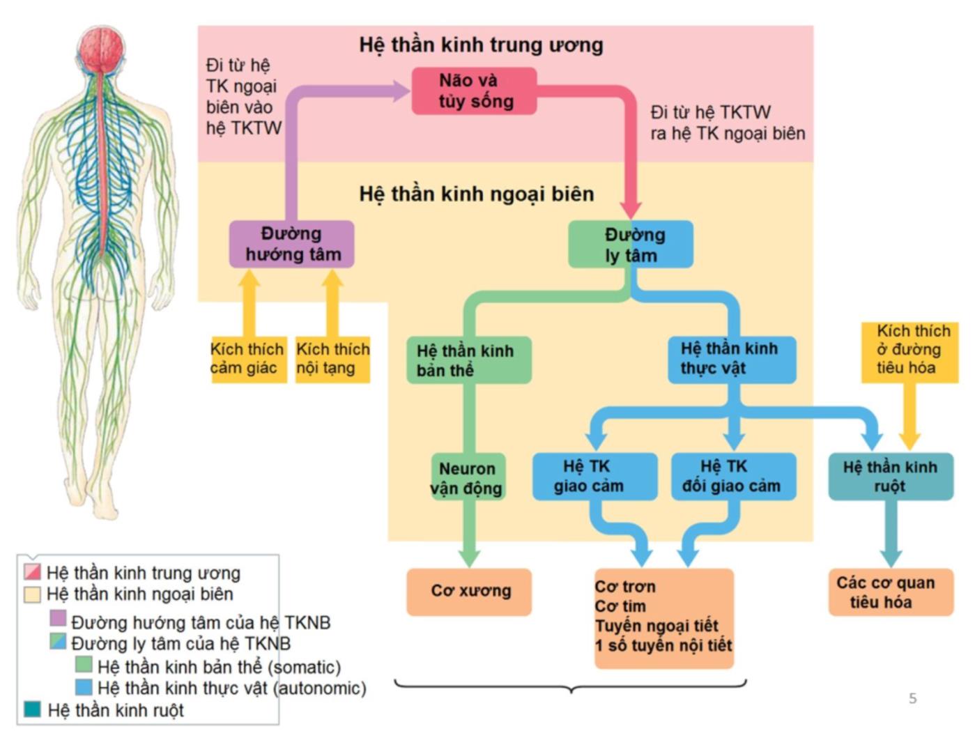 Bài giảng Cấu trúc và chức năng của hệ thần kinh - Bùi Diễm Khuê trang 5