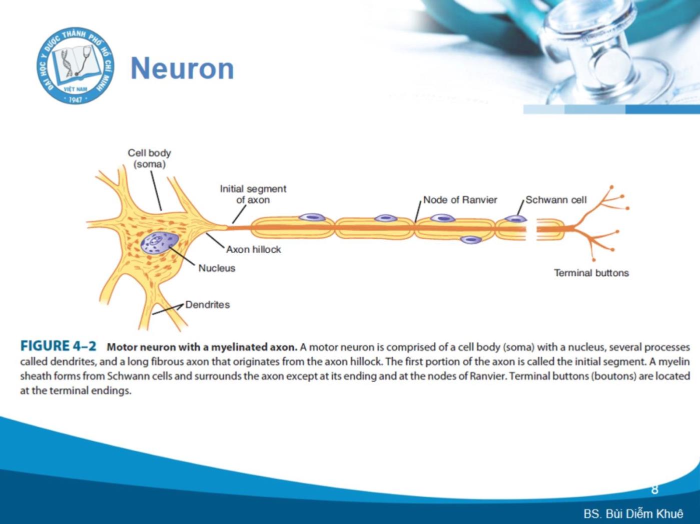 Bài giảng Cấu trúc và chức năng của hệ thần kinh - Bùi Diễm Khuê trang 8