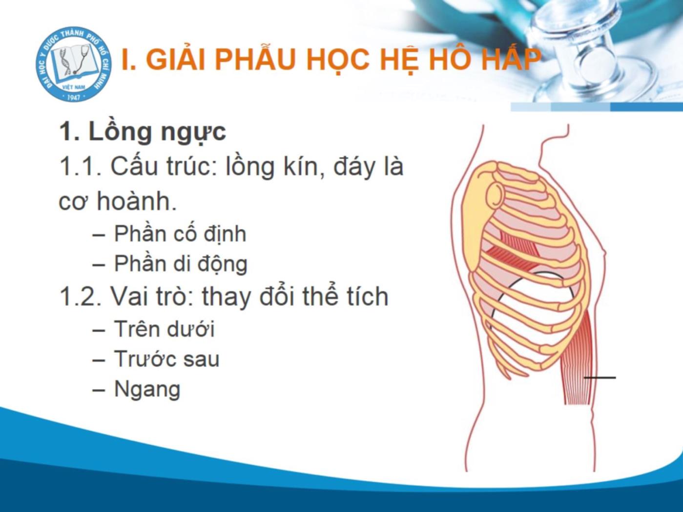 Bài giảng Sinh lý hô hấp - Vũ Trần Thiên Quân trang 3