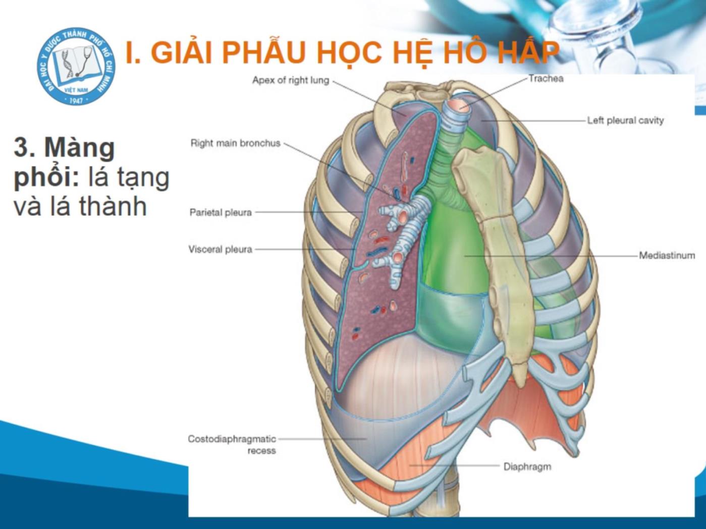 Bài giảng Sinh lý hô hấp - Vũ Trần Thiên Quân trang 7