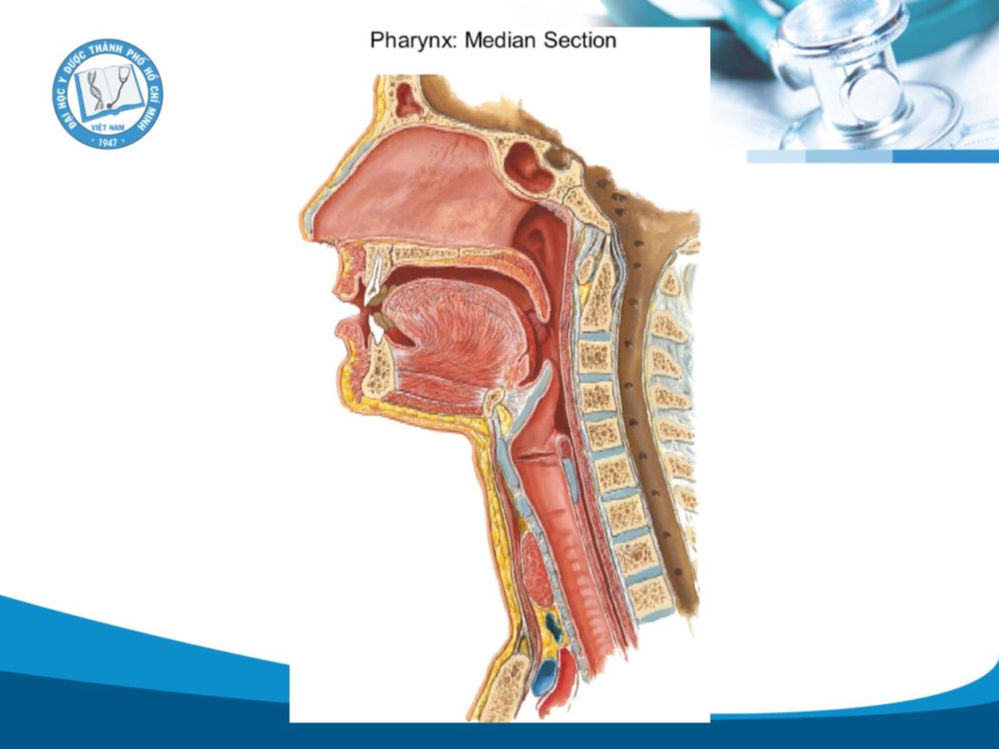 Bài giảng Sinh lý hô hấp - Vũ Trần Thiên Quân trang 9