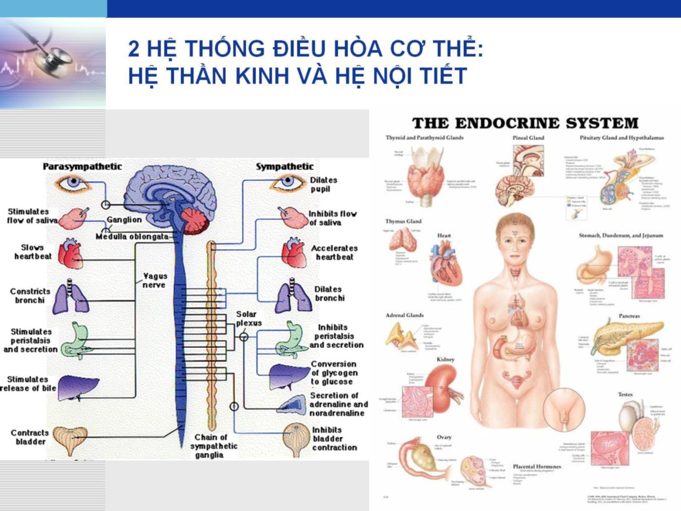 Bài giảng Hệ nội tiết - Lê Quốc Tuấn trang 4