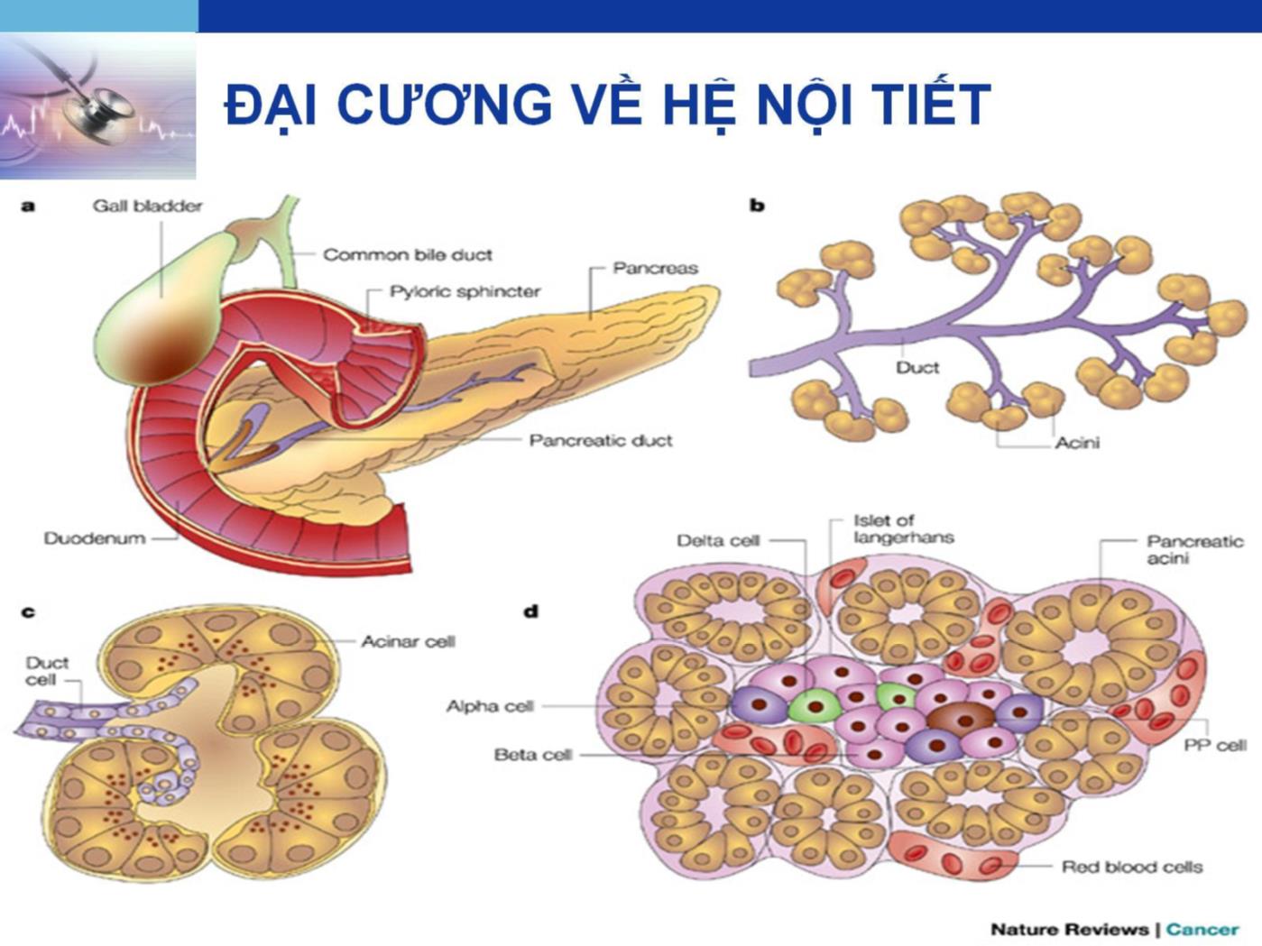 Bài giảng Hệ nội tiết - Lê Quốc Tuấn trang 7